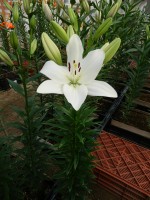 [5596 VH26 Rodengo No01.JPG]